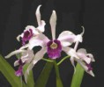 /album/fotogalerie-laelia-purpurata/l-purpurata%20%c2%b4sugar%20loaf%c2%b4-jpg/